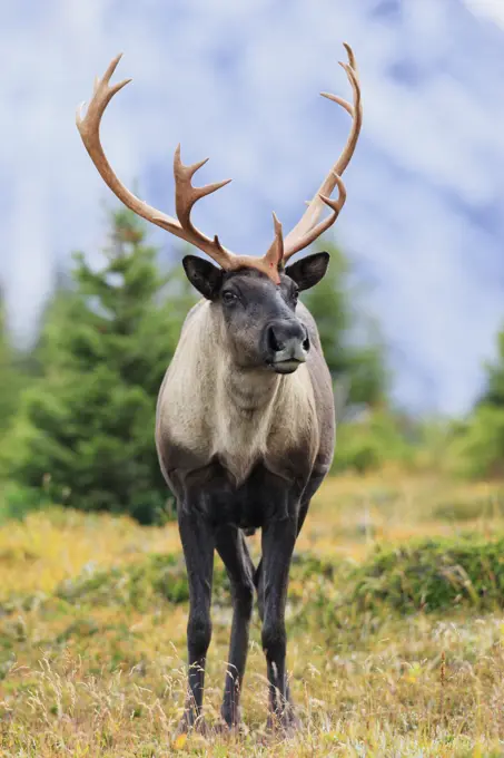 Mountain caribou, an endangered species in British Columbia and Alberta
