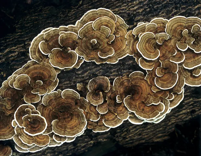 Turkey Tail Fungus Trametes Versicolor, Ontario, Canada