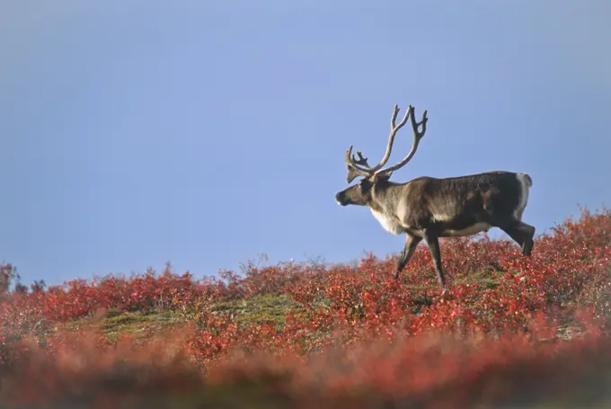 Barren_ground Caribou bull, Rangifer tarandus groenlandicus, on autumn tundra, near Whitefish Lake, Northwest Territories, Canada