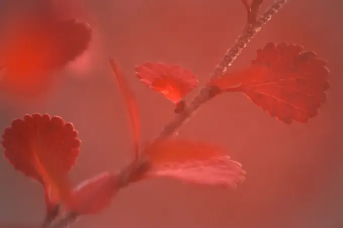 Dwarf birch Betula nana, in autumn, closeup, near Whitefish Lake, Northwest Territories, Canada