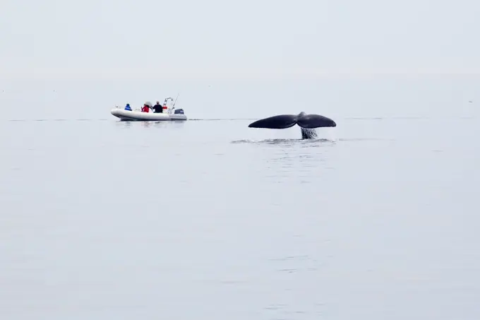 North Atlantic Right Whale, Eubalaena glacialis, off Grand Manan Island, Bay of Fundy, New Brunswick, Canada