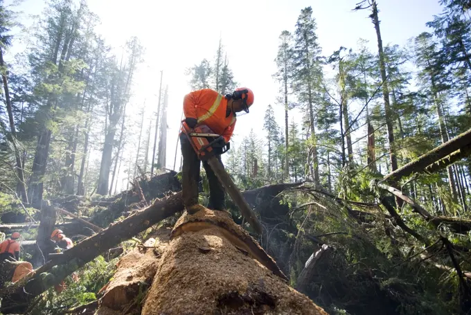 A trail crew for the Quu´as West Coast Trail group works to clear the West Coast Trail from trees that fell in the storms of December 2006  Pacific Ri...