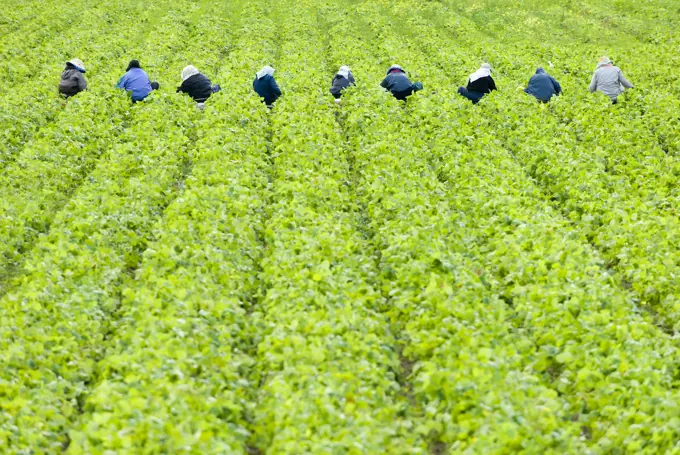 Workers picking Strawberries at a farm in the Cowichan Valley near Duncan, Vancouver Island, British Columbia, Canada.