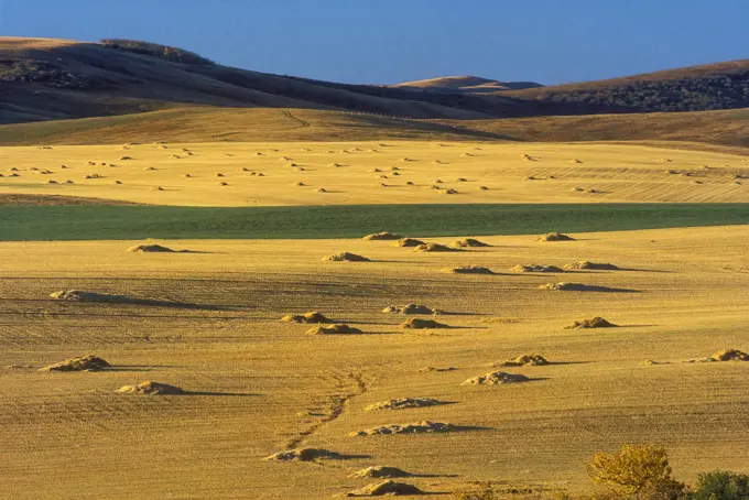 Early morning light shines on autumn grain fields in the Rocky Mountain foothills near Longview, Alberta. Canada.