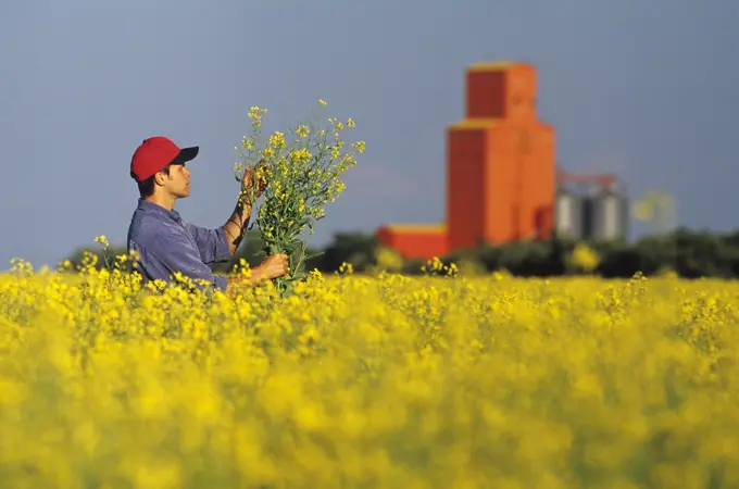 A farmer examines his bloom stage canola with grin storage facility in background, Carey, Manitoba, Canada.