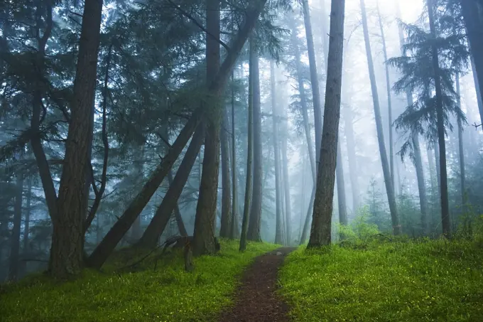 bodega ridge trail on Galiano Island, British Columbia, Canada