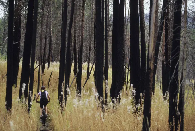 A young woman biking in fall in a burnt forest in Kelowna, British Columbia, Canada.
