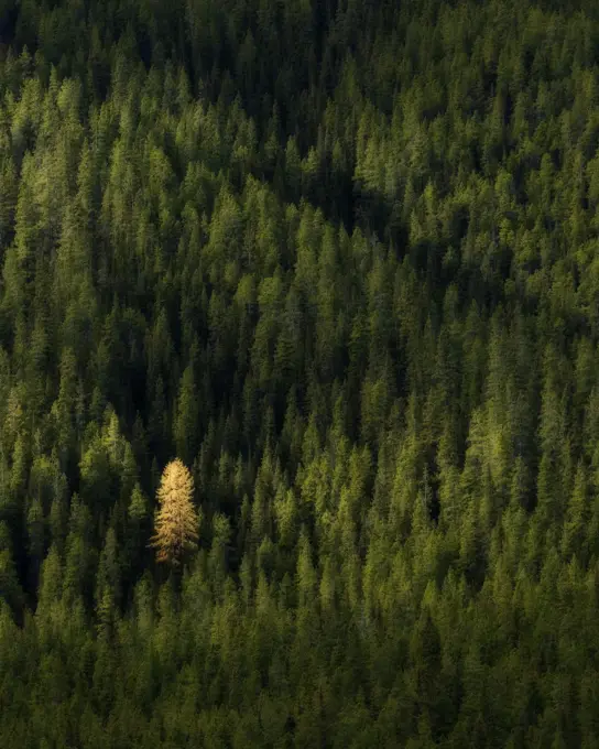 A single golden larch tree shows it´s yellow colour in the fall in Kananaskis Country, Alberta, Canada