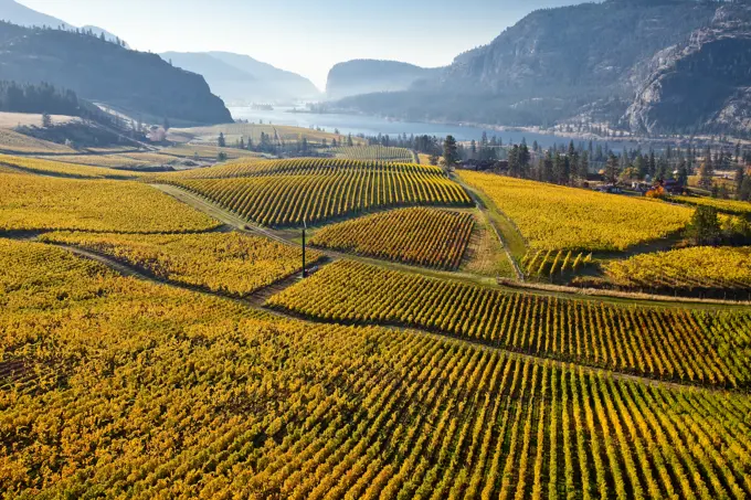 Vineyards at Blue Mountain Wiinery in autumn, Okanagan Falls, Okanagan Valley, British Columbia, Canada.