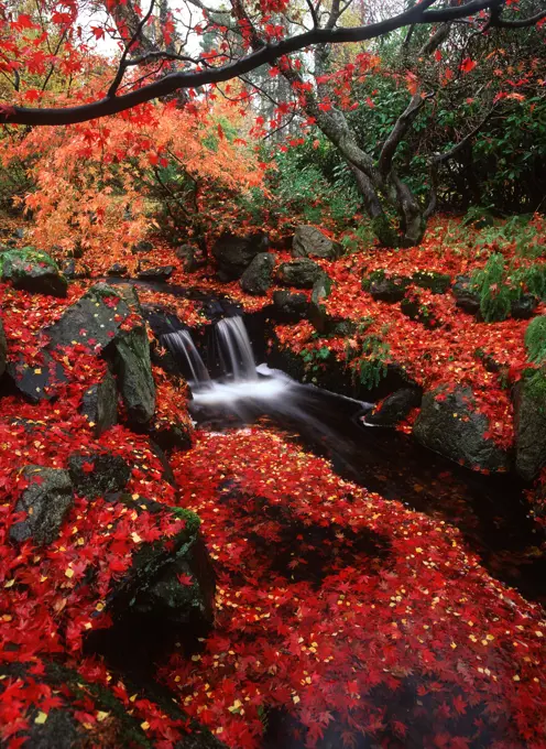 Beacon Hill Park, Japanese Maples in Autumn with creek, Victoria, Vancouver Island, British Columbia, Canada.