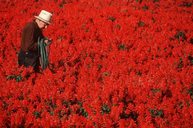 Farmer tends to salvia crop, Victoria, Vancouver Island, British Columbia, Canada.