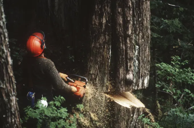 logging industry, tree faller cuts down cedar tree, Vancouver Island, British Columbia, Canada.