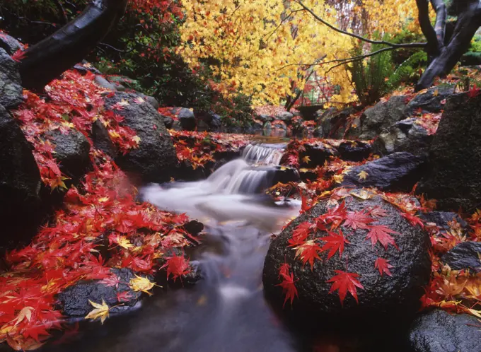 Beacon Hill Park, Japanese Maples in Autumn with creek, Victoria, Vancouver Island, British Columbia, Canada.