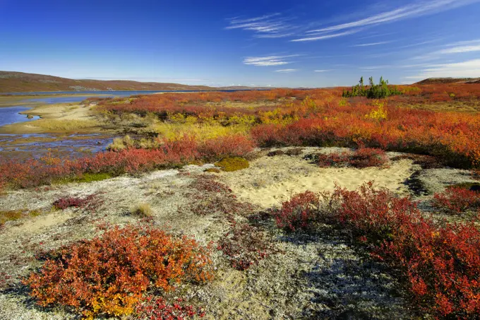 Autumn tundra, Barrenlands, central Northwest Territories, Arctic Canada