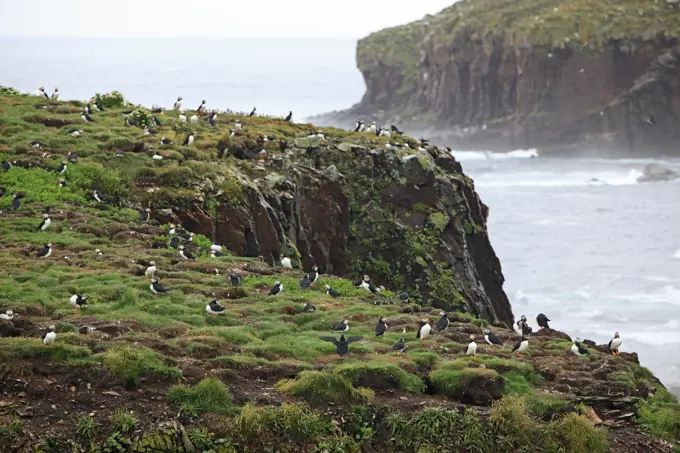 Nesting colony of Atlantic Puffin Fratercula arctica , a seabird species in the auk family near Elliston, Newfoundland, Canada