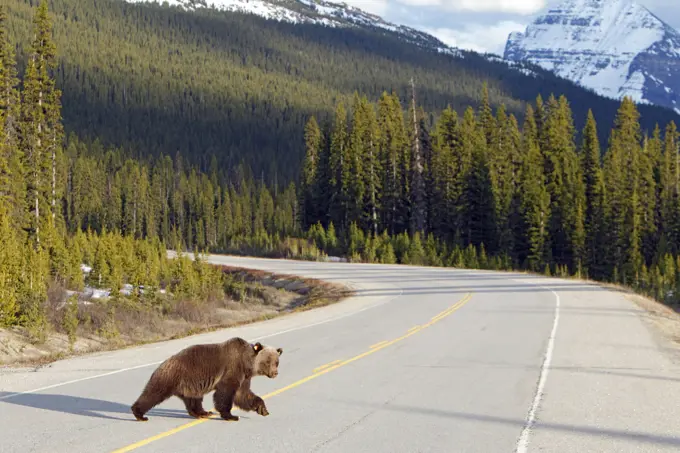 Adult grizzly bear on the Icefields Parkway, Banff National Park, Alberta, Canada