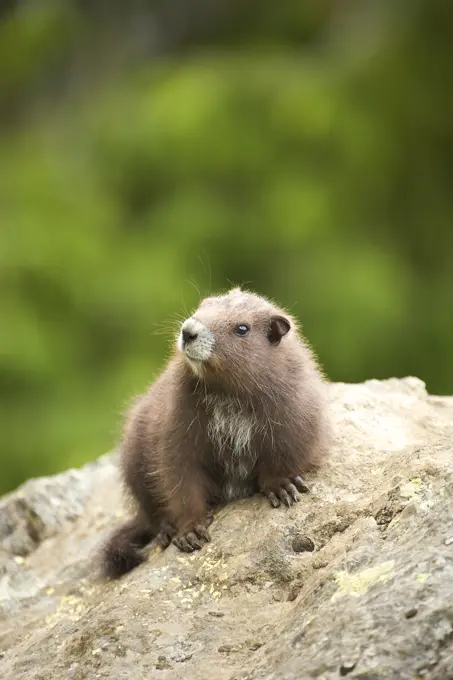 Vancouver Island Marmot juvenile at Mount Moriaty colony, Nanaimo, British Columbia, Canada