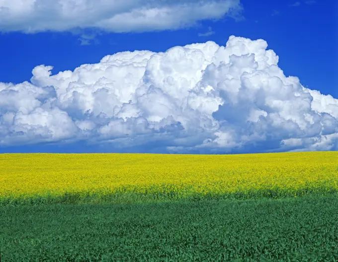 Grain and blooming canola fields with cumulonimbus clouds in the background, Tiger Hills, Manitoba, Canada