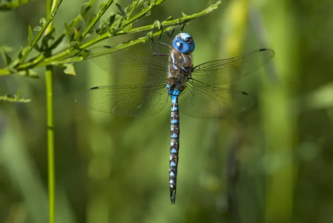 Blue-eyed Darner male, British Columbia, Canada