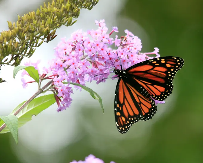 Monarch butterfly, Danaus plexippus, perched on flower