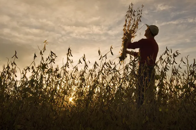 a farmer checks his crop in a mature soybean field, near Lorette, Manitoba, Canada