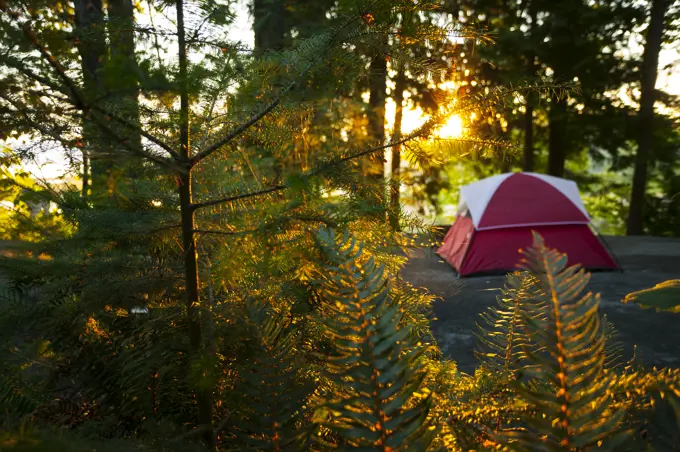 A tentsite is bathed in early morning light at the Zuiderzee Campground and Resort just outside of Nanaimo. Nanaimo, Vancouver Island, British Columbi...