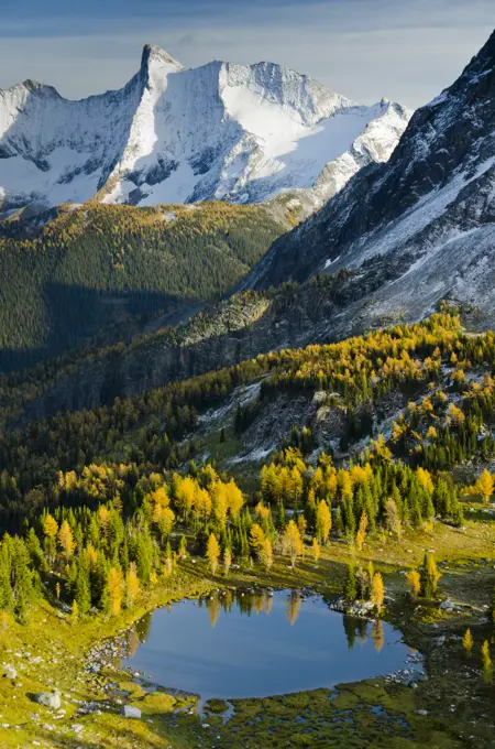 Jumbo Pass showing fall-coloured Alpine Larch (Laryx Lyallii) in the Purcell Mountains, British Columbia