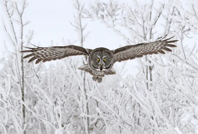 Great Gray Owl, Strix nebulosa, in flight at the Nisbet Forest, Saskatchewan, Canada