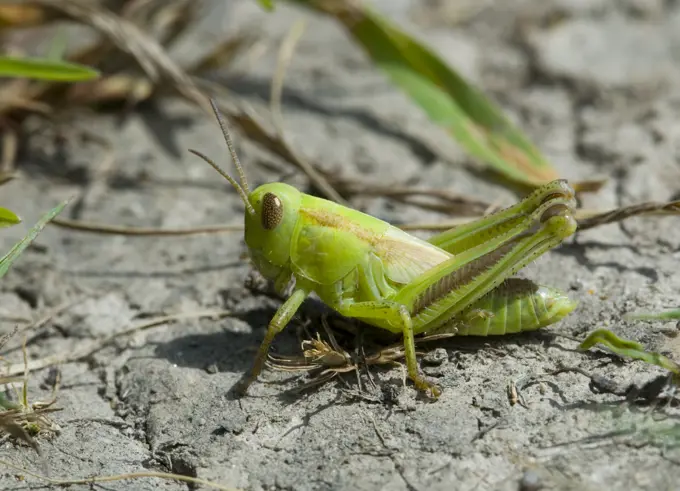 Grasshopper, British Columbia, Canada