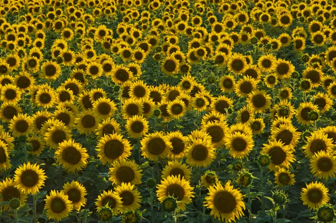 Sunflowers, Ste Agathe, Manitoba, Canada.