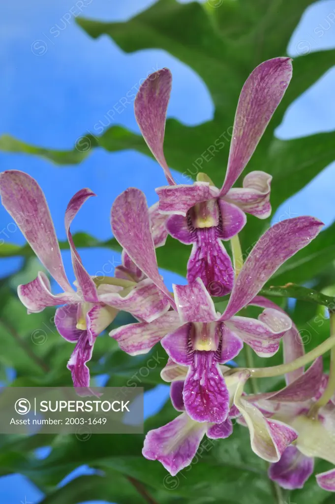 Close-up of hybrid Dendrobium Easter Bunny orchid flowers