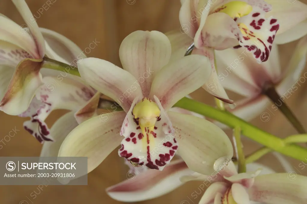 Orchid: Cymbidium Showgirl 'Talisman Cove' (Sweetheart x Alexanderi) has 2" flrs. This is a mini hybrid w/ compact growth.