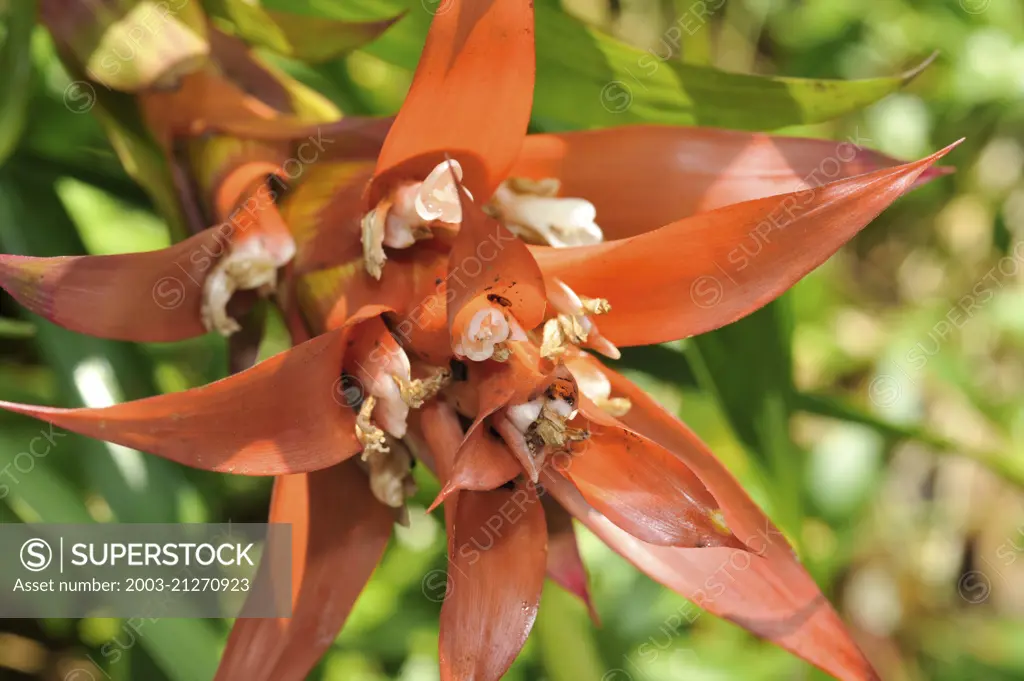 Bromeliad Guzmania 'Amaranth'' has bright red bracts w/ small white flowers @ base. The whole show lasts 2-3 months.