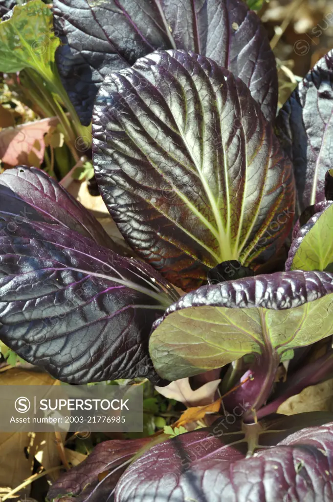 Bok Choi (Pak Choi) 'Rosie', an F1 hybrid with maroon leaves. Compact & colorful. (Brasia rapa var. chinensis)