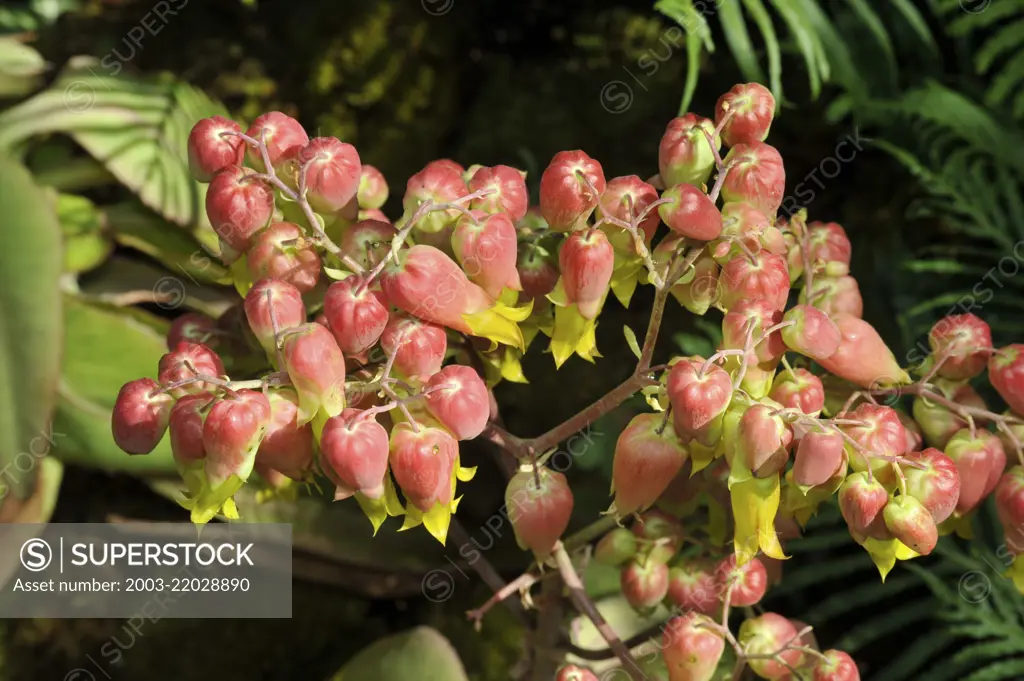 Kalanchoe mortagei, a succulent from Madagascar