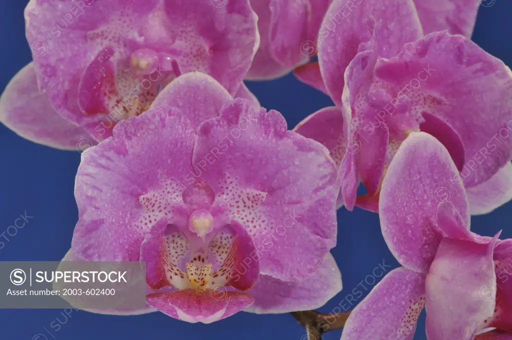 Phalaenopsis Little Mary 'Cherry Blossom' (Mary Tuazon x equestris)