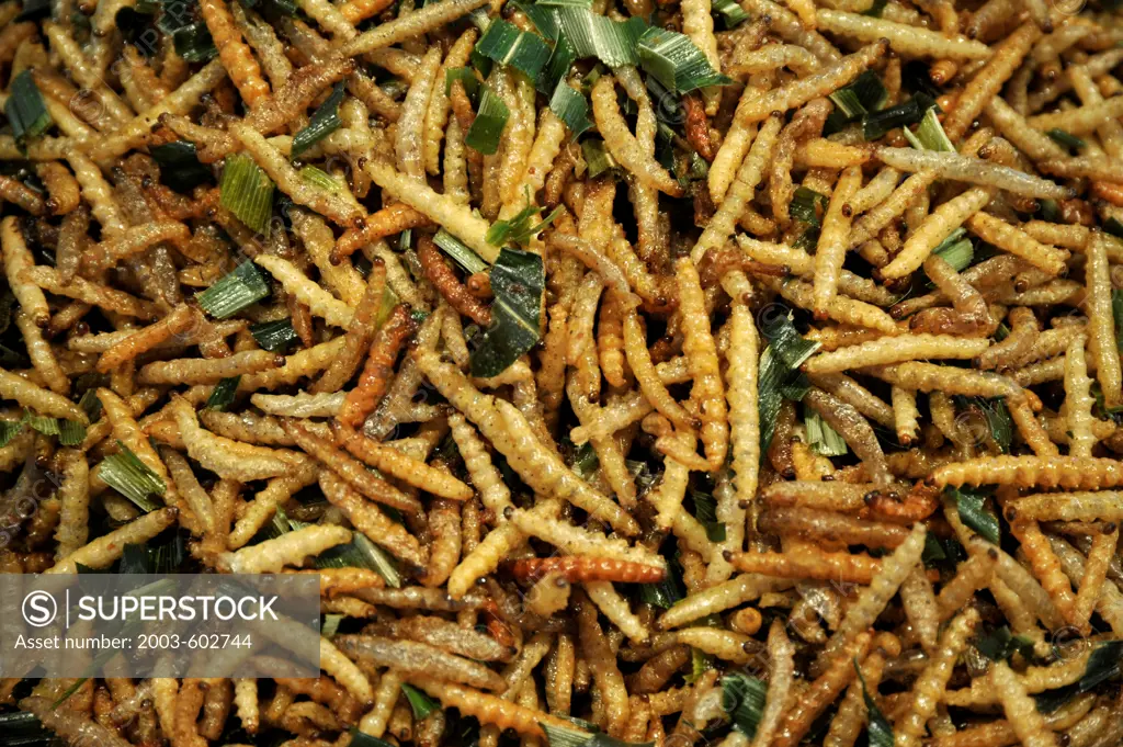 Thailand, Bangkok, Thai Bamboo Moth caterpillars (Omphisa fuscidentalis)