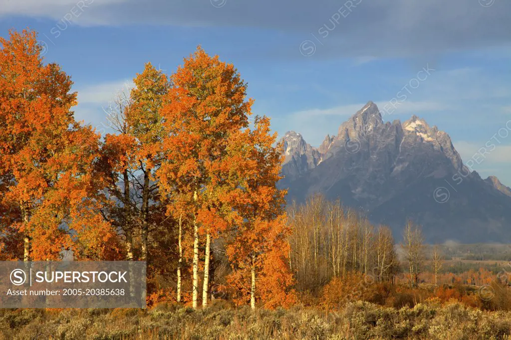 Teton Range above Aspen Stand, Grand Teton National Park, Wyoming