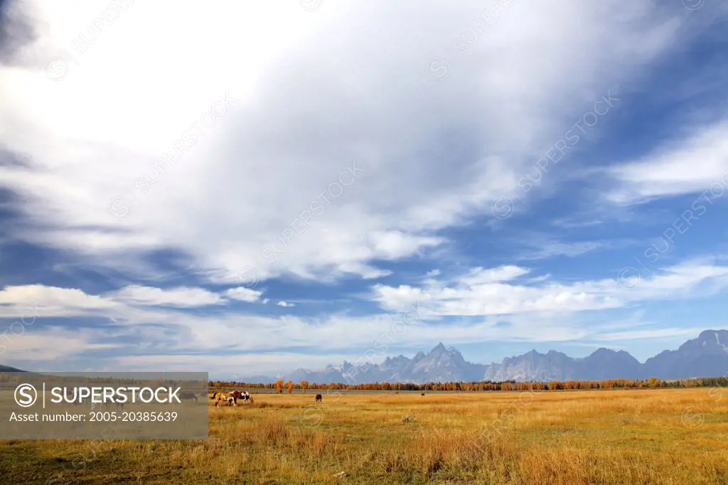 Teton Range above Grazing Horses, Grand Teton National Park, Wyoming