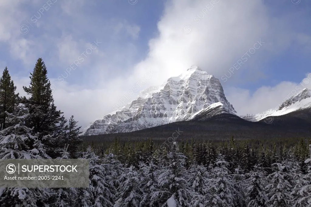 Snow covered trees with a mountain in the background, Banff National Park, Alberta, Canada