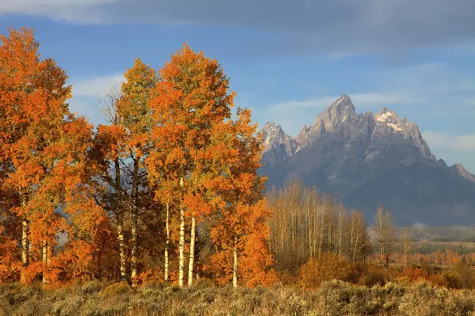 Teton Range above Aspen Stand, Grand Teton National Park, Wyoming