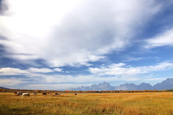 Teton Range above Grazing Horses, Grand Teton National Park, Wyoming