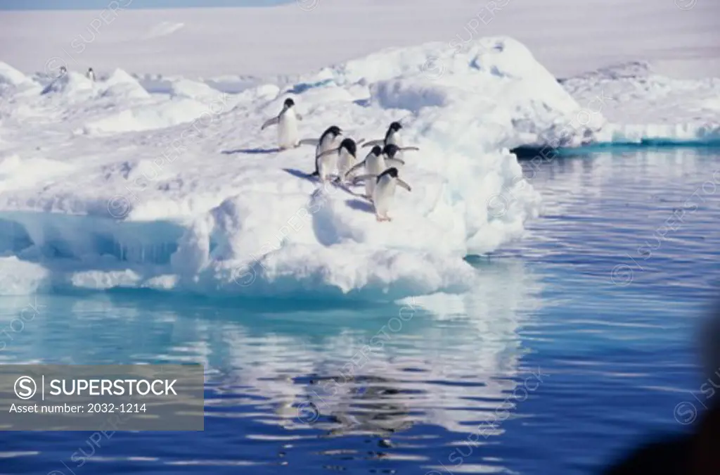 Adelie Penguins, Antarctica