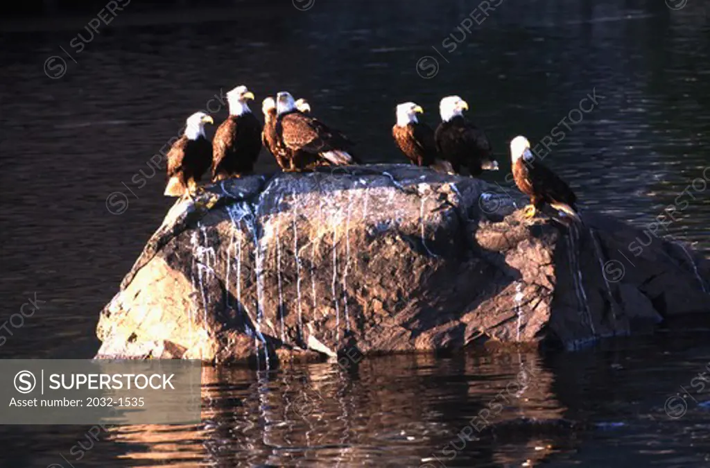 USA, Alaska, Sitka, Bald Eagles on rock