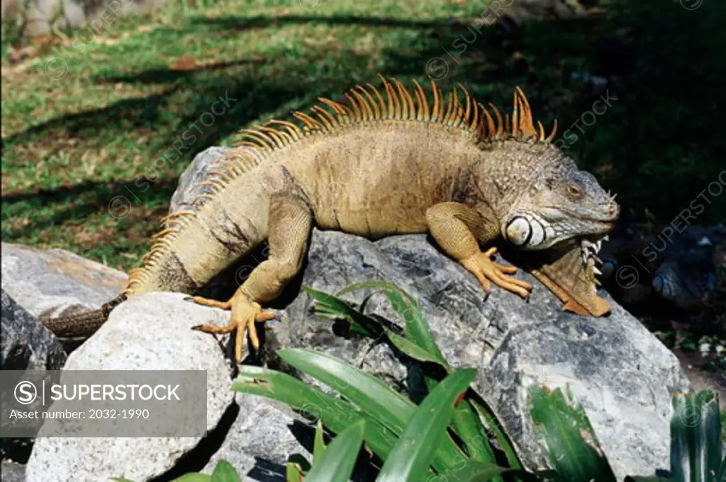 Iguana