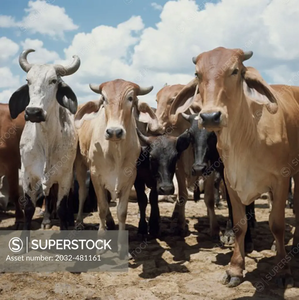 Beef Cattle Feira De Santana Brazil