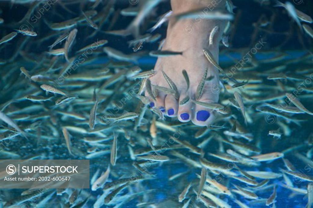 Information about the Fish – SmilingFeet Fish Spa Official website