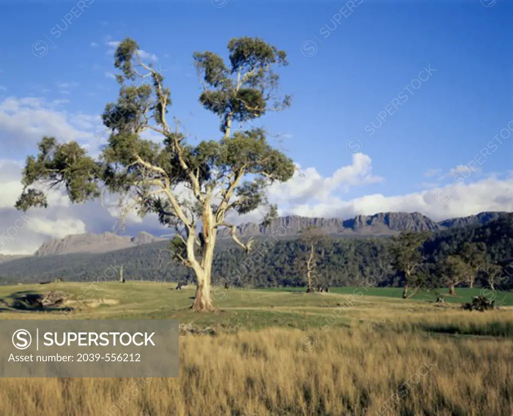 Legges TorTasmaniaAustralia