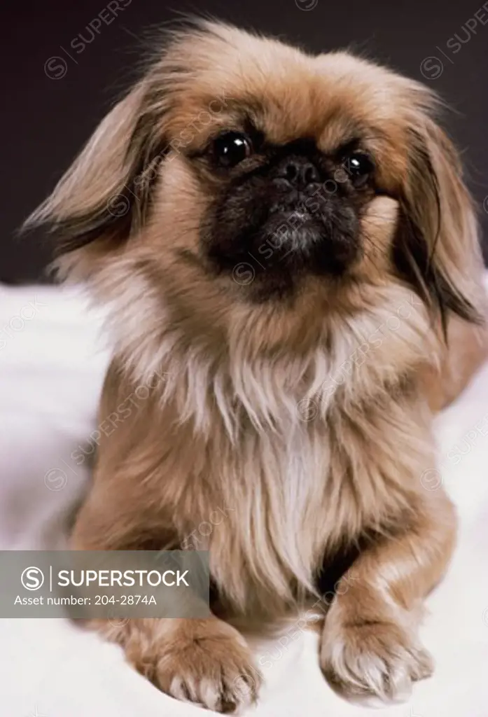 Close-up of a Pekingese