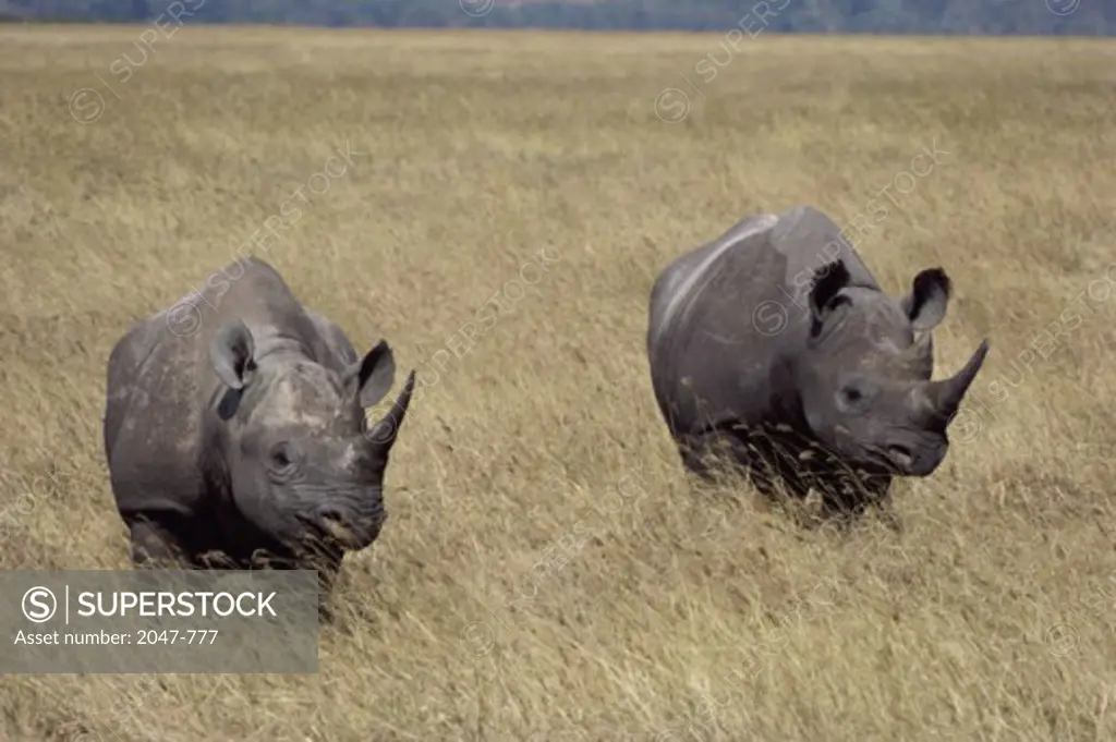 RhinocerosesNgoro Goro CraterTanzaniaAfrica